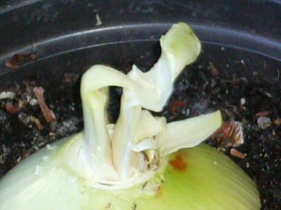 Amaryllis 063.jpg