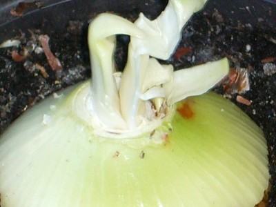 Amaryllis 062.jpg