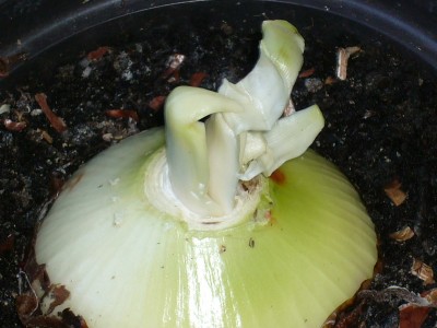 Amaryllis 061.jpg