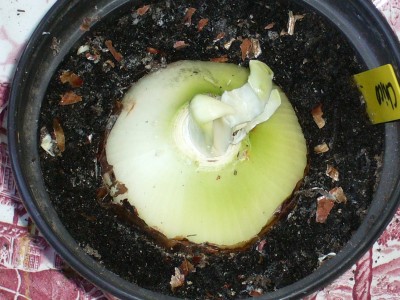 Amaryllis 060.jpg