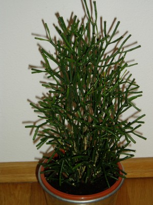 Rhipsalis Tochter.JPG