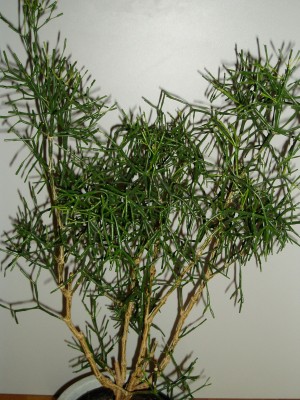 Rhipsalis Mutterpflanze.JPG