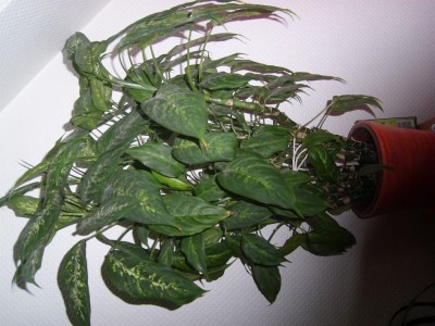 SL276014.JPG