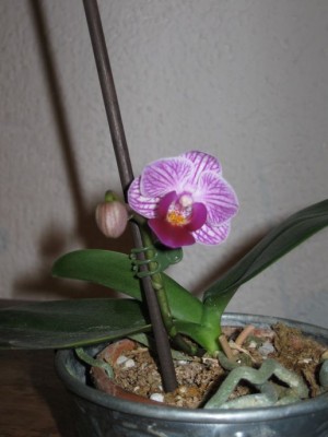 miniphalenopsis.jpg