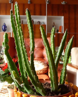 stapelia.jpg