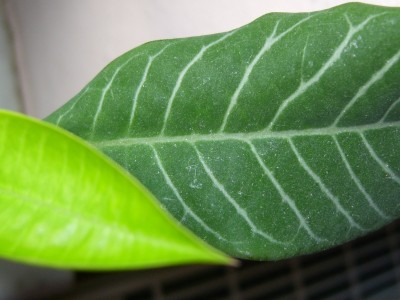 DSCI0008 (2) - Kopie.JPG