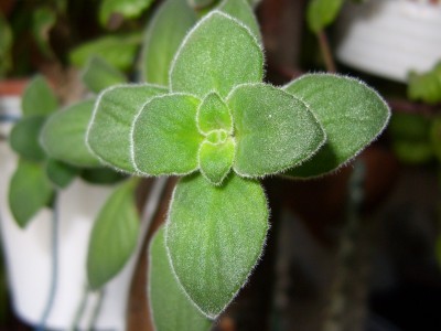 DSCI0006 (2) - Kopie.JPG