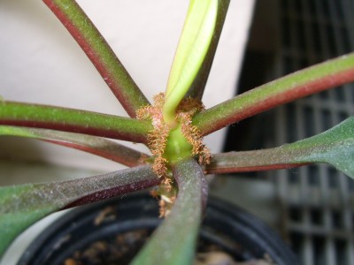 DSCI0007 - Kopie.JPG