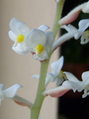 DSCI0001 (2) - Kopie - Kopie.JPG