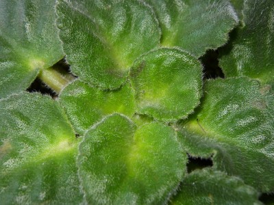 DSCI0004 (2) - Kopie.JPG