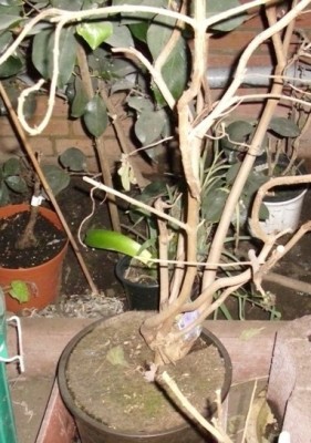 Tibouchina2.JPG