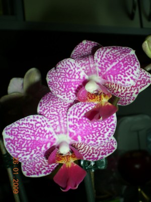 DSCN25920001.JPG