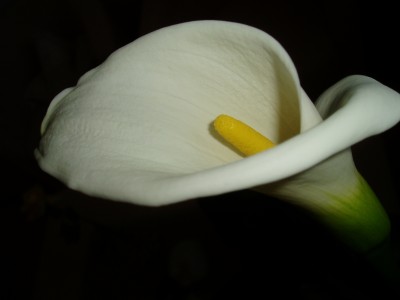 Calla Blüte offen.JPG