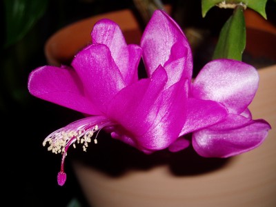 Schlumbi die 2te.JPG