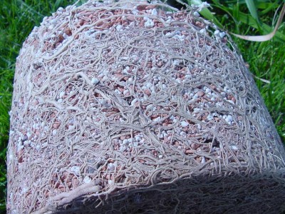 Elefantenfuß wurzeln.jpg