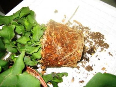 a081216 022-rhip2.jpg