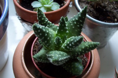 100_3702.JPG