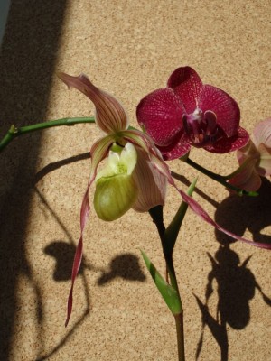 Phragmipedium pearcei1.jpg