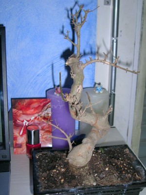 DSCN1761.JPG