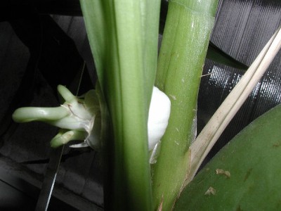 beule4.jpg