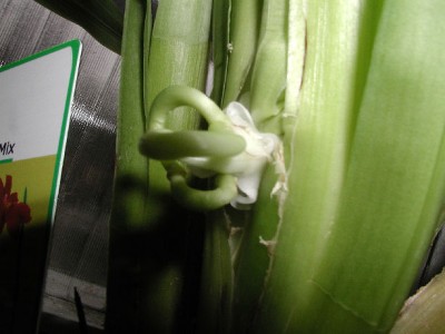 beule3.jpg