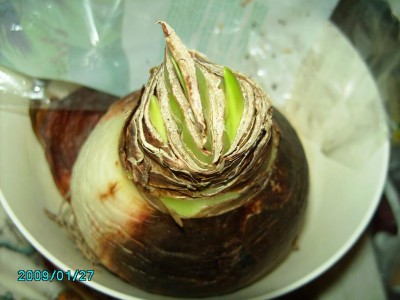PICT0481.JPG