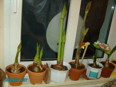 PICT0478.JPG