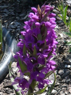 dactylorhiza_majalis.jpg