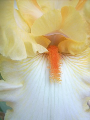 Garten 019.jpg
