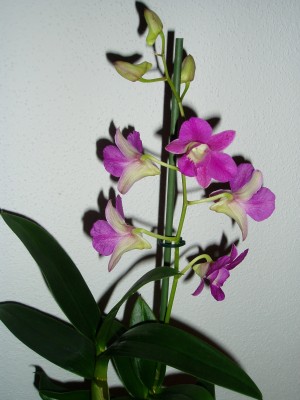 Dendrobium Phal.JPG