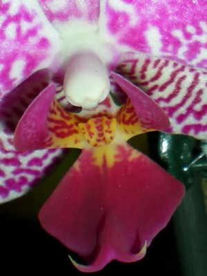 RSCN25930001.JPG