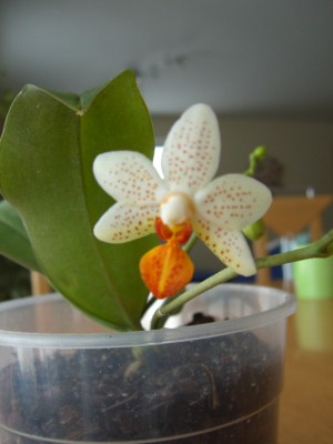 Phal. Mini Mark 28.01.09.jpg