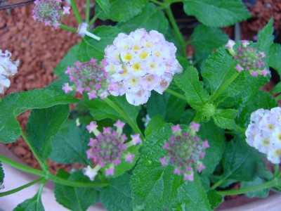 Diese Pflanze heißt jetzt Rose.jpg