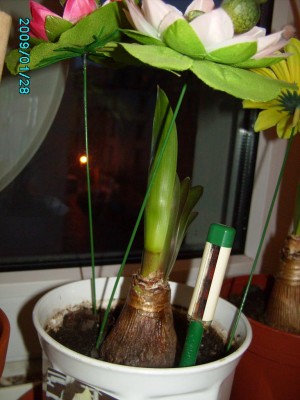 PICT0469.JPG