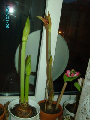 PICT0468.JPG