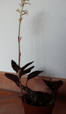 Kleine Orchidee.jpg