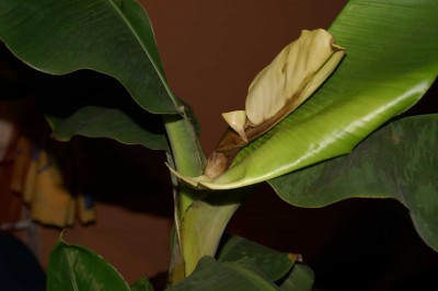 banane3.JPG