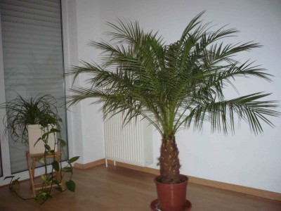 P1030234(1).JPG