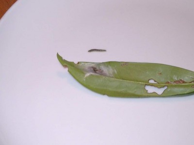 Raupe und Puppe eingesponnen.JPG