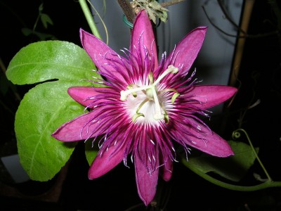 Lady Margret im Winterquartier.JPG