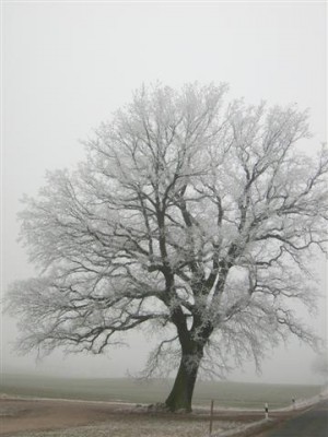 allgemein 036 (Small).jpg