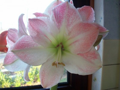 Apple Blossom.jpg