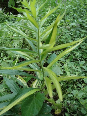 27.09.2008 solidago.jpg