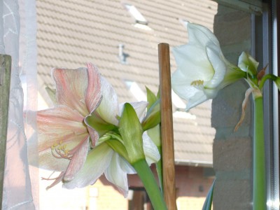 Amaryllis 081.jpg