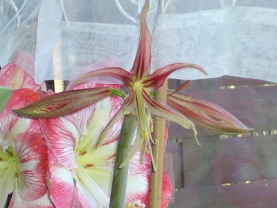 Amaryllis 076.jpg