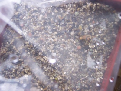 Pseudolobivia mamillosa var. kermesina_2.jpg