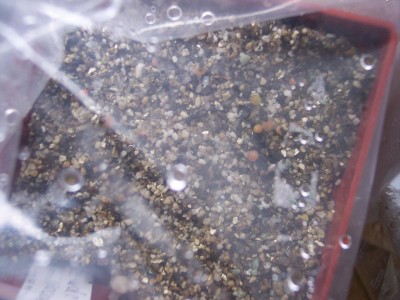 Pseudolobivia mamillosa var. kermesina.jpg