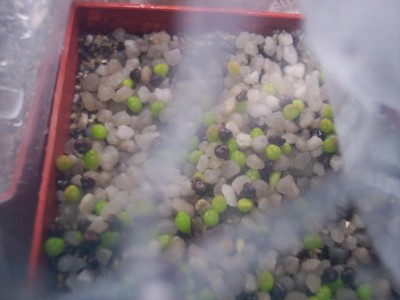 Astrophytum asterias cv. superkabuto.jpg