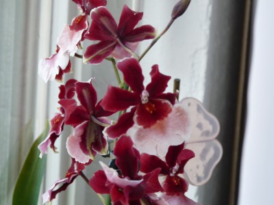 Orchis und Clivien 067.jpg