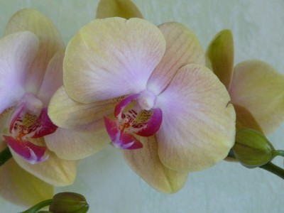 Orchis und Clivien 065.jpg
